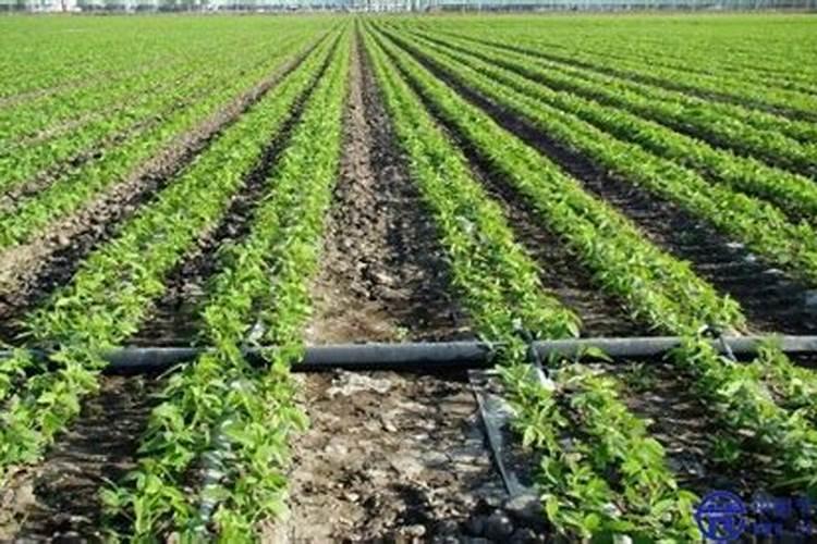 比较并阐述水肥一体化与滴灌、喷灌等其他节水灌溉技术的优劣势。