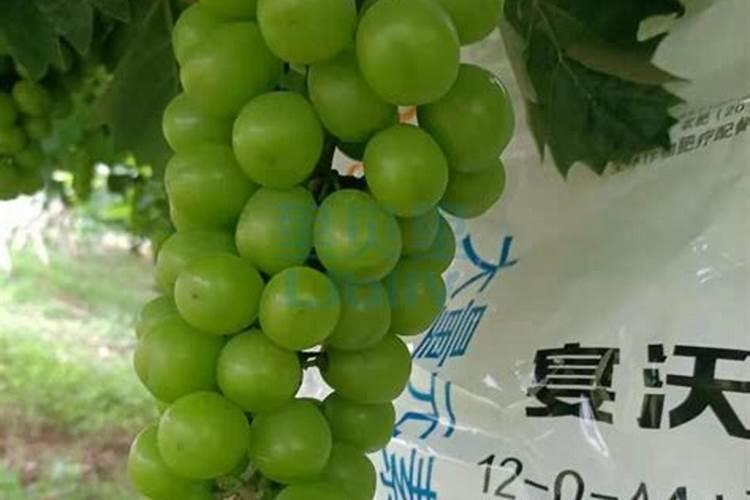 以简单的方式自制氮肥该怎么做