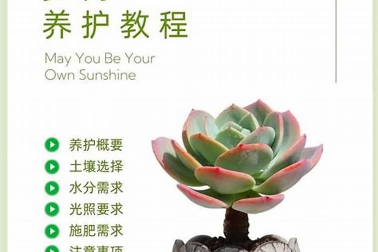 多菌灵的水可以浇多肉吗