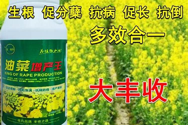 油菜苗可以喷叶面肥吗