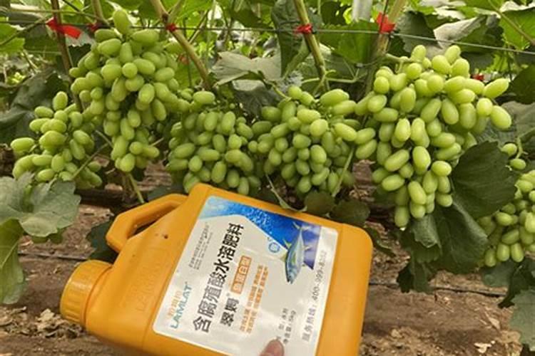 葡萄萌芽期施什么肥 葡萄萌芽期施什么肥好