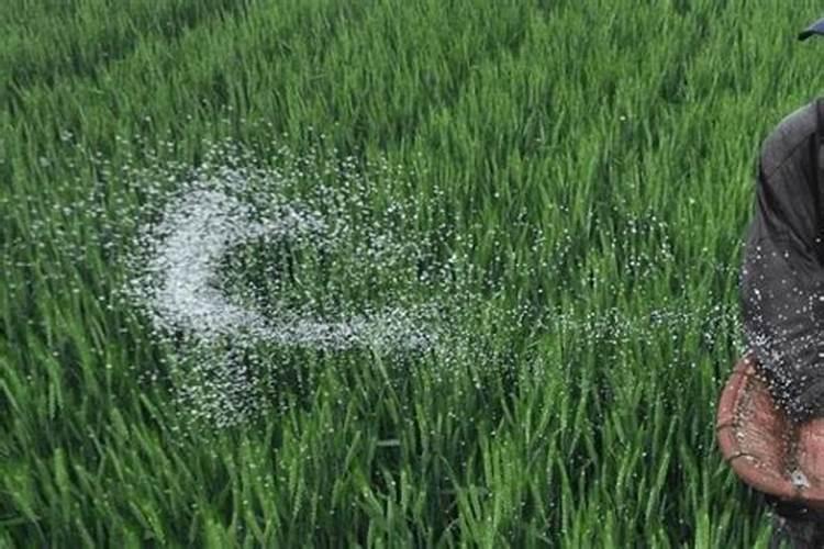 樱桃树专用肥料配方是什么？