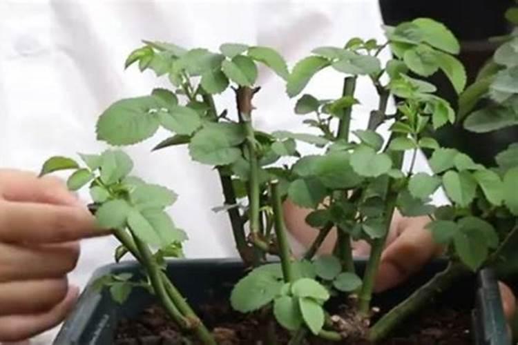 月季夏季施肥时间和方法