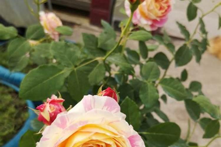 月季花22枝百合花16枝郁金香10枝用什么肥料