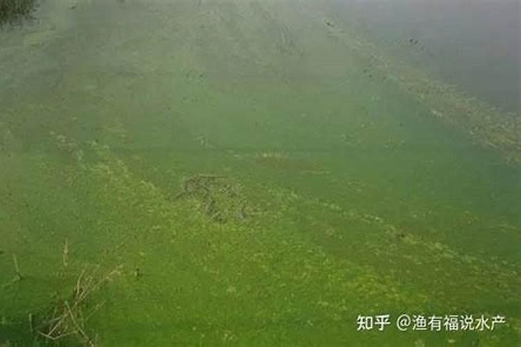 养殖南美白对虾应该如何处理“倒藻”现象 放什么肥塘