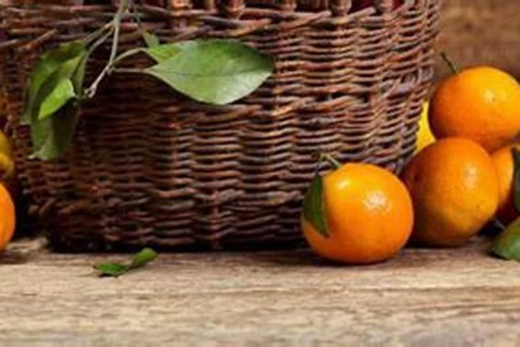 香妃茶花的养殖方法和注意事项