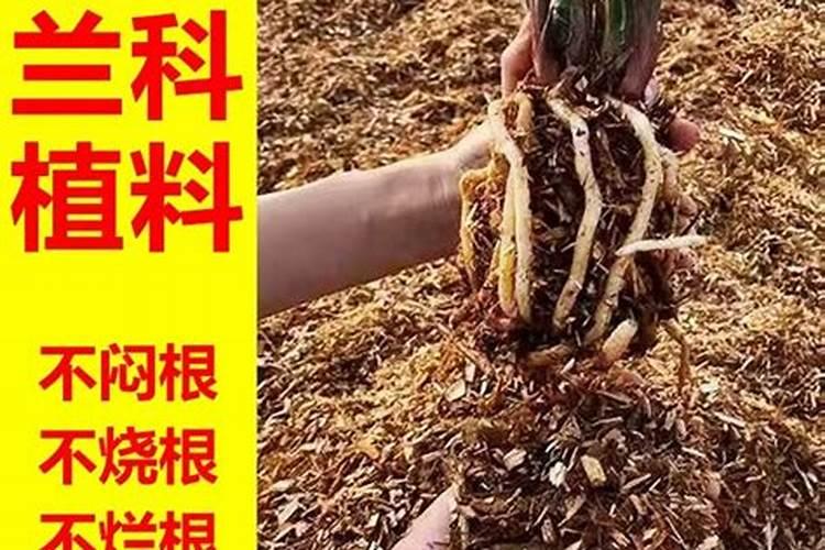 兰花专用肥哪个最佳兰花用什么叶面肥最好