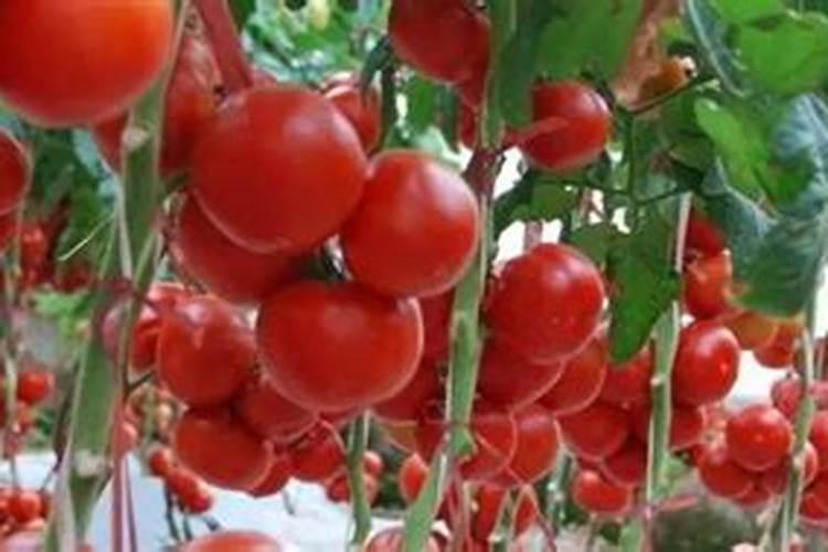 西红柿需要肥料的比例是多少？西红柿后期需要高钾肥？