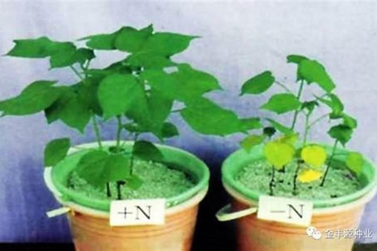 植物缺氮及氮素过多的主要症状是什么？