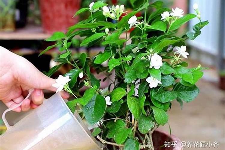 茉莉浇什么肥料合适