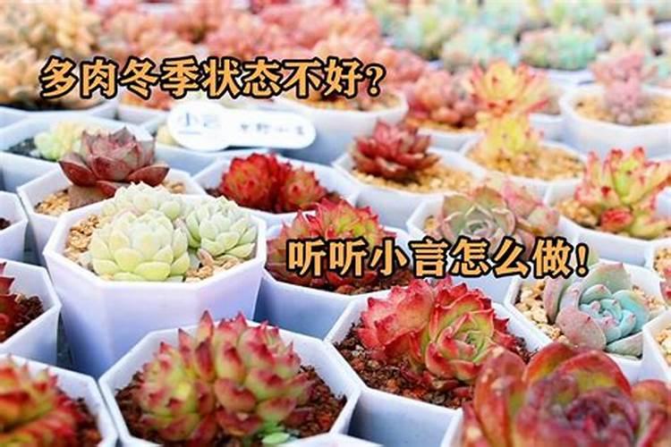 多肉植物需要什么肥料 施肥的方法是什么