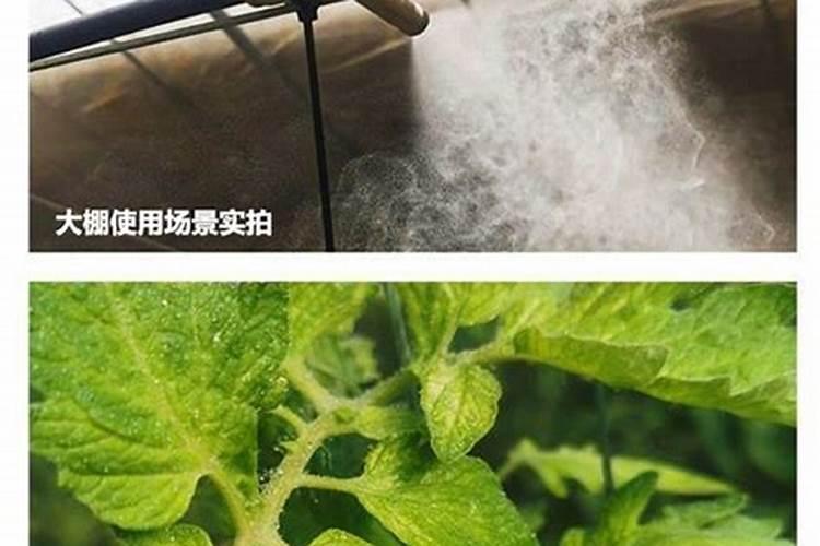 橡皮树种植需要什么肥
