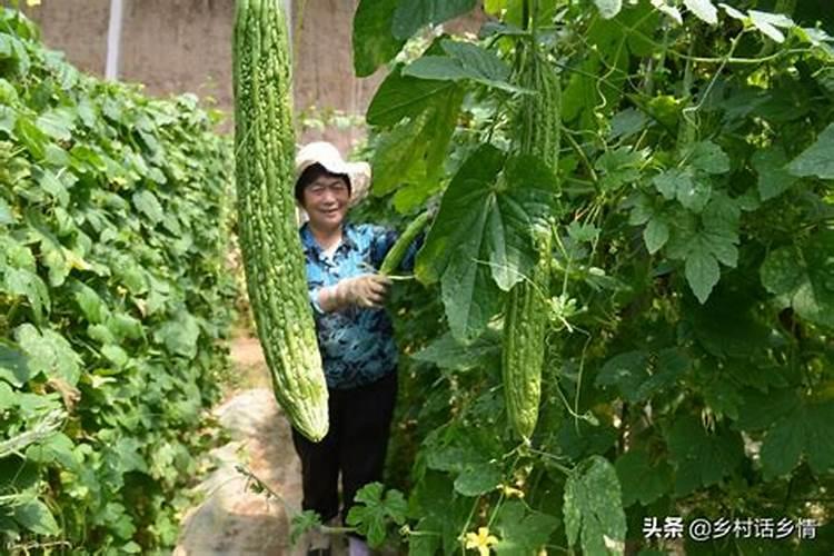 丝爪苦瓜适合什么吧？