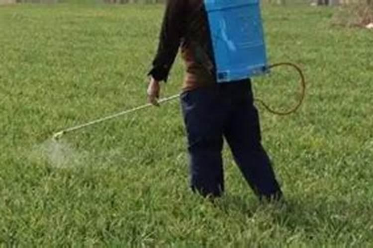 玉米打了滴酸草甘膦药害怎么解？