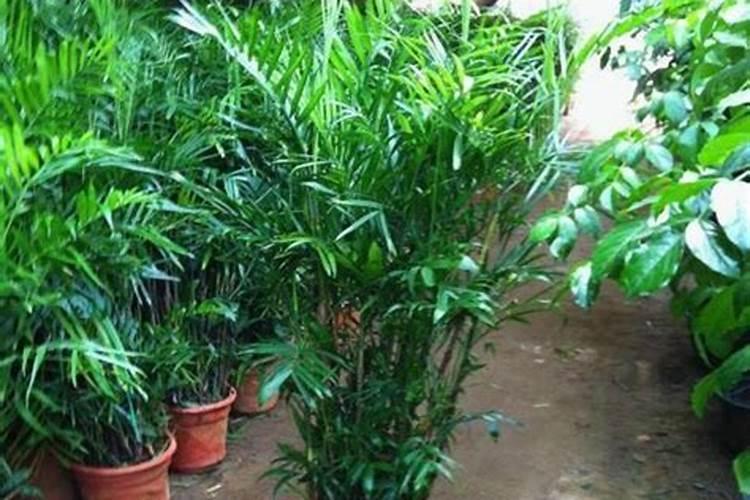 夏威夷椰子的养殖方法和注意事项有哪些