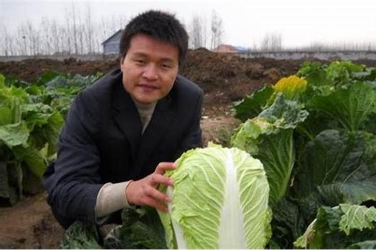白菜怎么浇水施肥