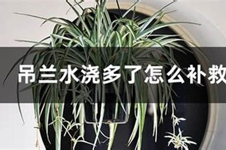 我的吊兰只长叶子不出条,这是为什么呢？