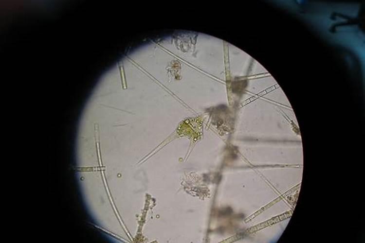 甲藻的繁殖方式是什么？