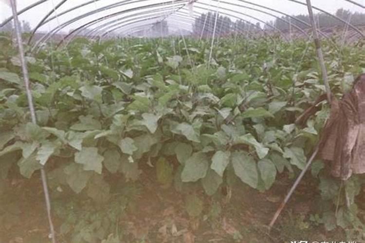 柿子肥可与葡萄肥同用吗？