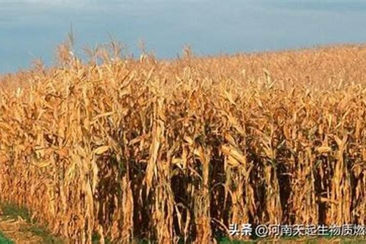 樱桃树使用全中植物生长平衡液是什么时候