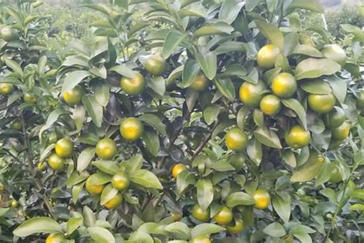 柑橘怎么施肥能增产？柑橘萌芽期之后增产施肥管理建议有这些