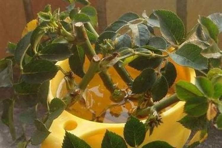 发财树原先的叶子已发黄现在又冒出新芽这棵树是死还是活