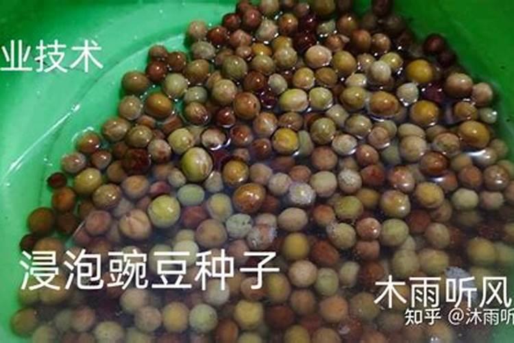 硼肥在花期的使用方法,缺硼的土壤适合种什么