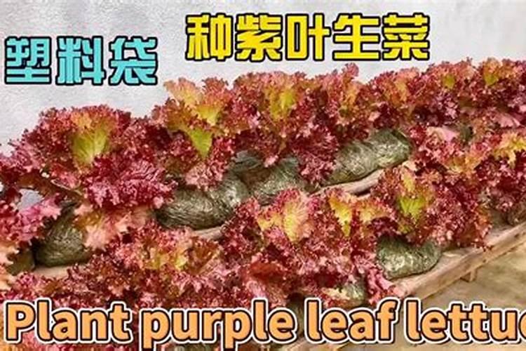 种生菜的方法和步骤