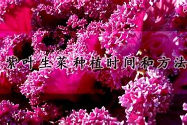 生菜栽培要点