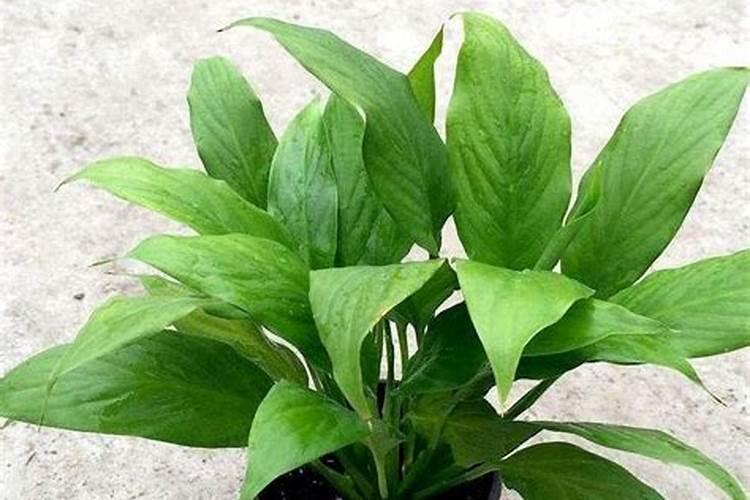 西瓜开花期用什么肥料
