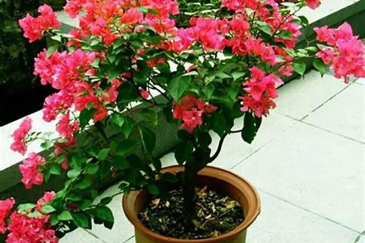 盆栽花卉叶片发黄怎么办？