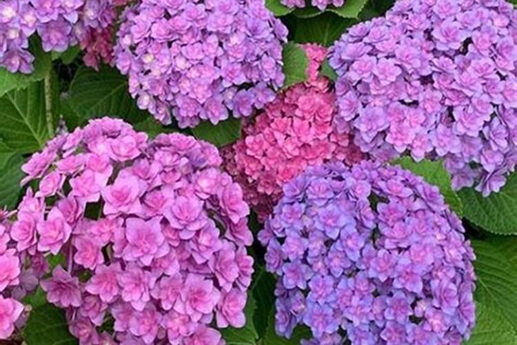 绣球花施肥时间和方法