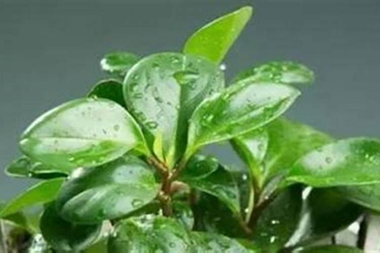 番茄如何用肥？从苗期到彭果期如何选择肥料？