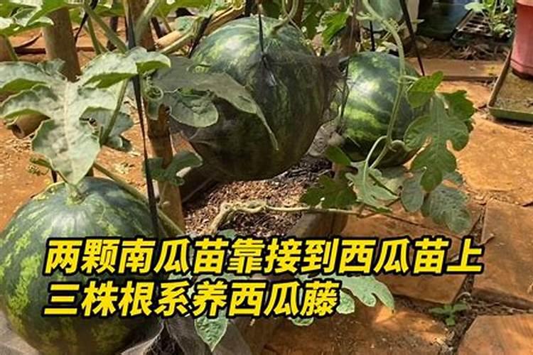 葡萄糖,醋及大蒜水可以做叶面肥吗？
