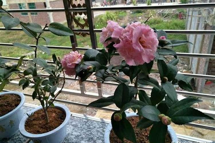 我的桂花跟茶花刚发出嫩芽就干掉是何原因