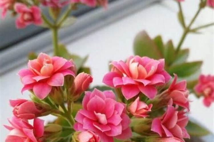 如何让长寿花提前开花