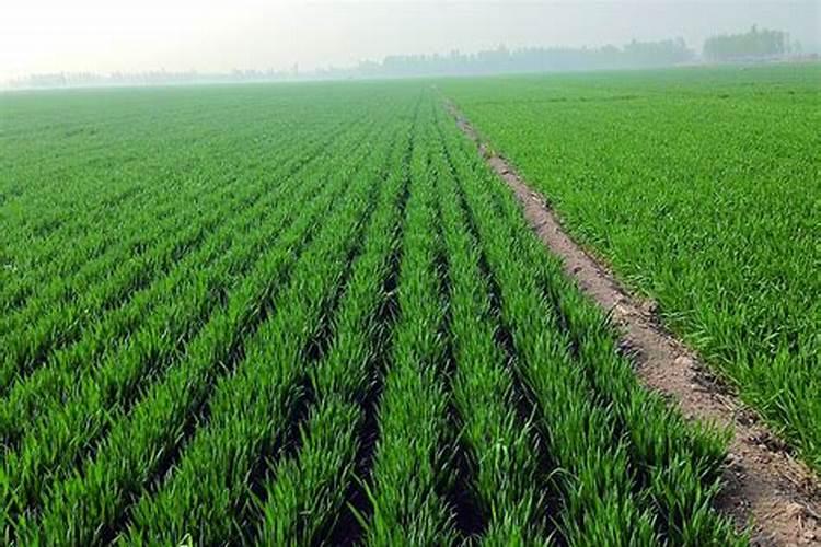 播种小麦肥料是一起播好还是撒在地里好