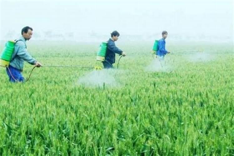 磷肥怎样使用才是正确 磷肥的使用方式