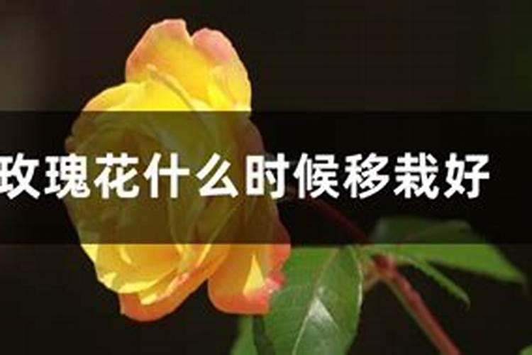 玫瑰花小苗移栽后什么时侯开始施肥