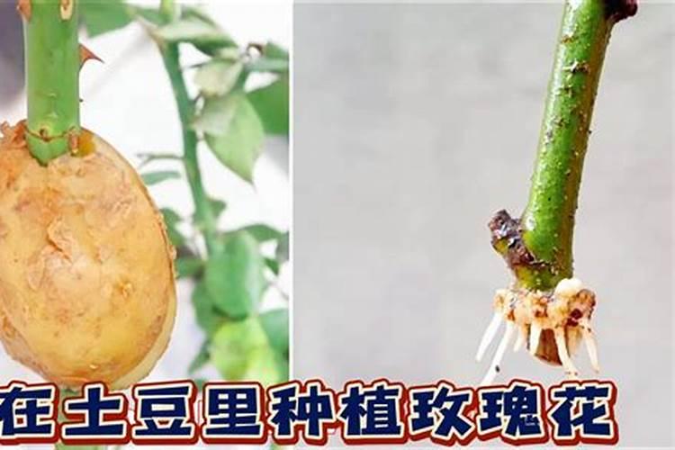 玫瑰花怎么种植,有什么条件!!!