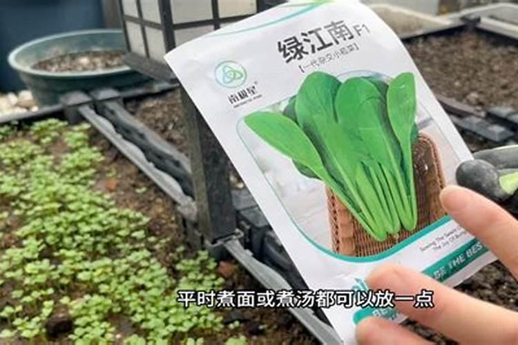 小白菜出芽后几天浇肥
