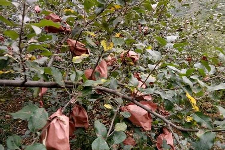 苹果树补钙的叶面肥有哪些苹果树叶面肥一年喷几次都喷什么肥