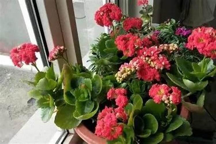 如何给长寿花施肥