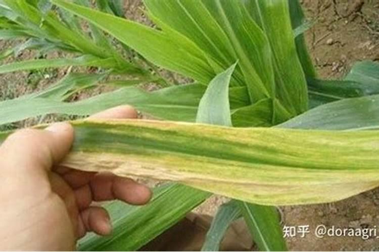 老师玉米在缺磷的情况下会表现出什么症状来？