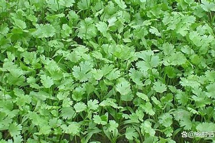 种香菜用什么肥料最好