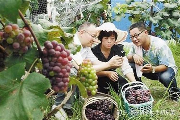 第一年葡萄小苗施什么肥