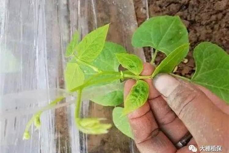 生菜叶片增厚用什么叶面肥