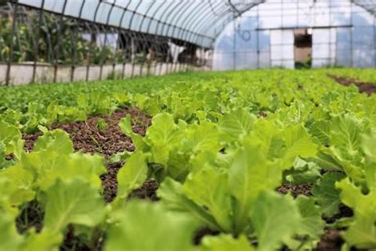 生菜叶片增厚用什么叶面肥