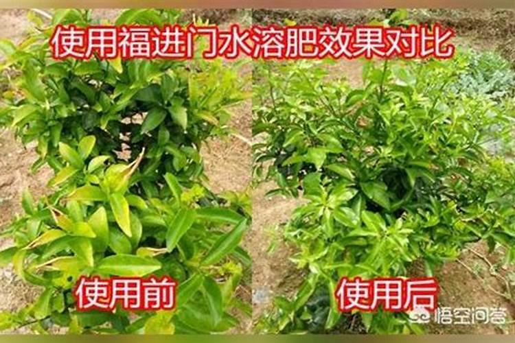 为什么柑橘口感会偏酸 柑橘增甜要怎么施肥