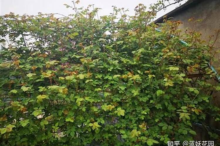 夏季盆栽花卉还需要施肥吗